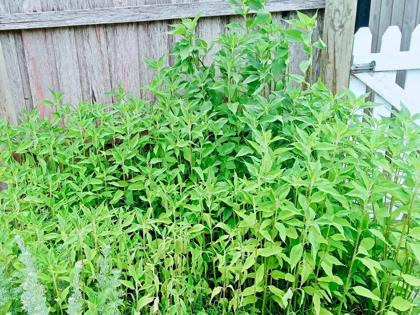 Additional image 29 of Springfield TAS 7260