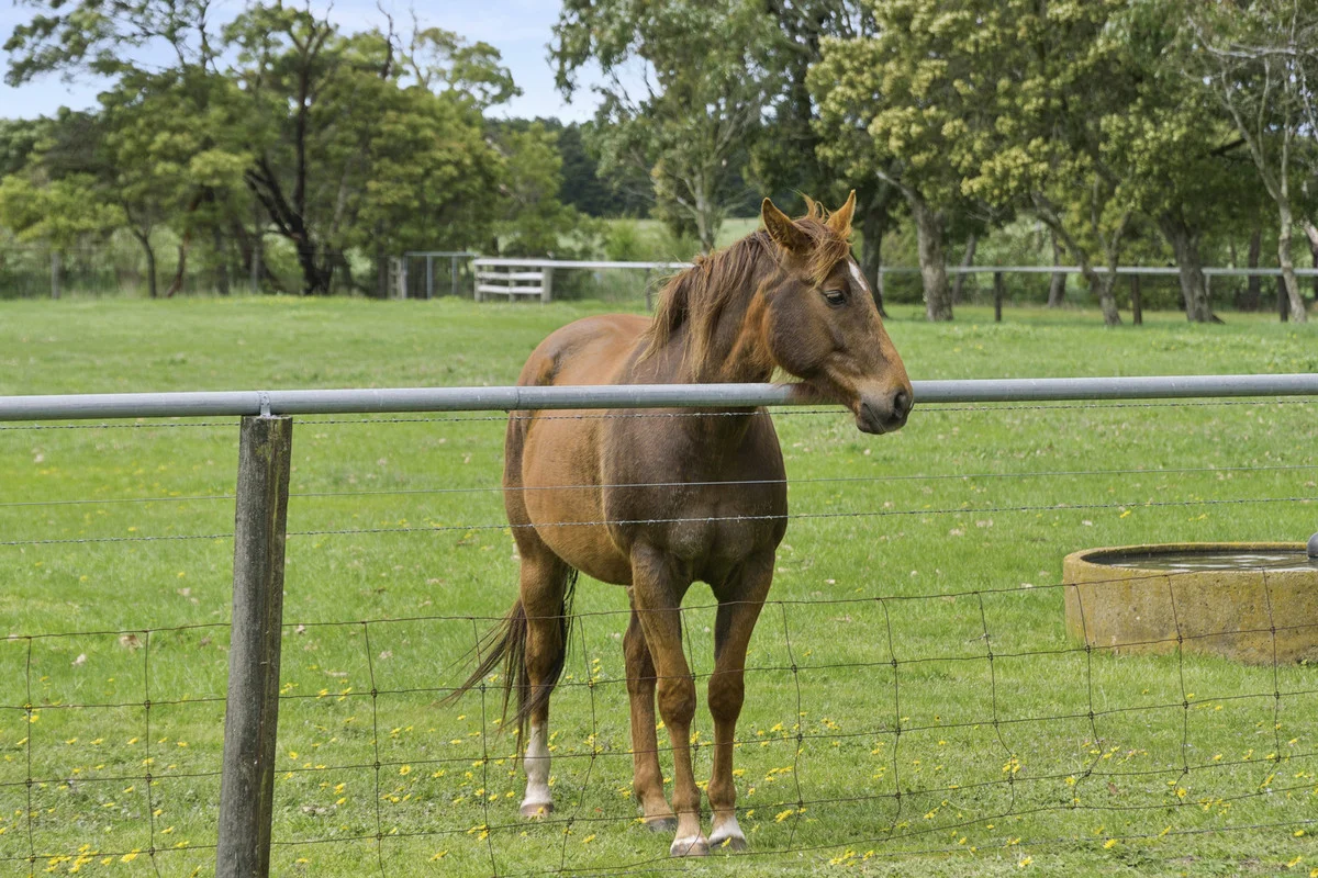 Additional image 14 of 1030 Colac-Forrest Road, Yeodene VIC 3249