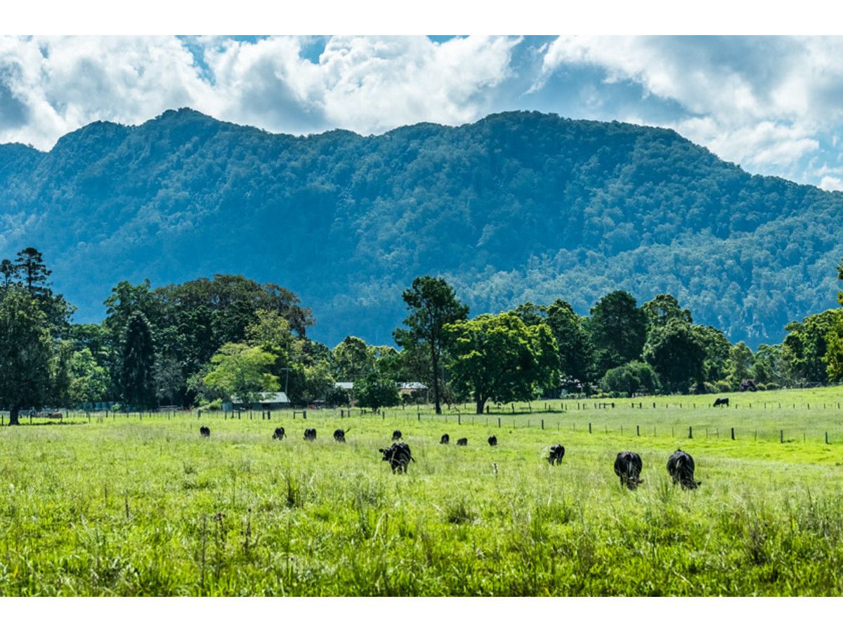 285 Roses Road, Bellingen NSW 2454, Image 0