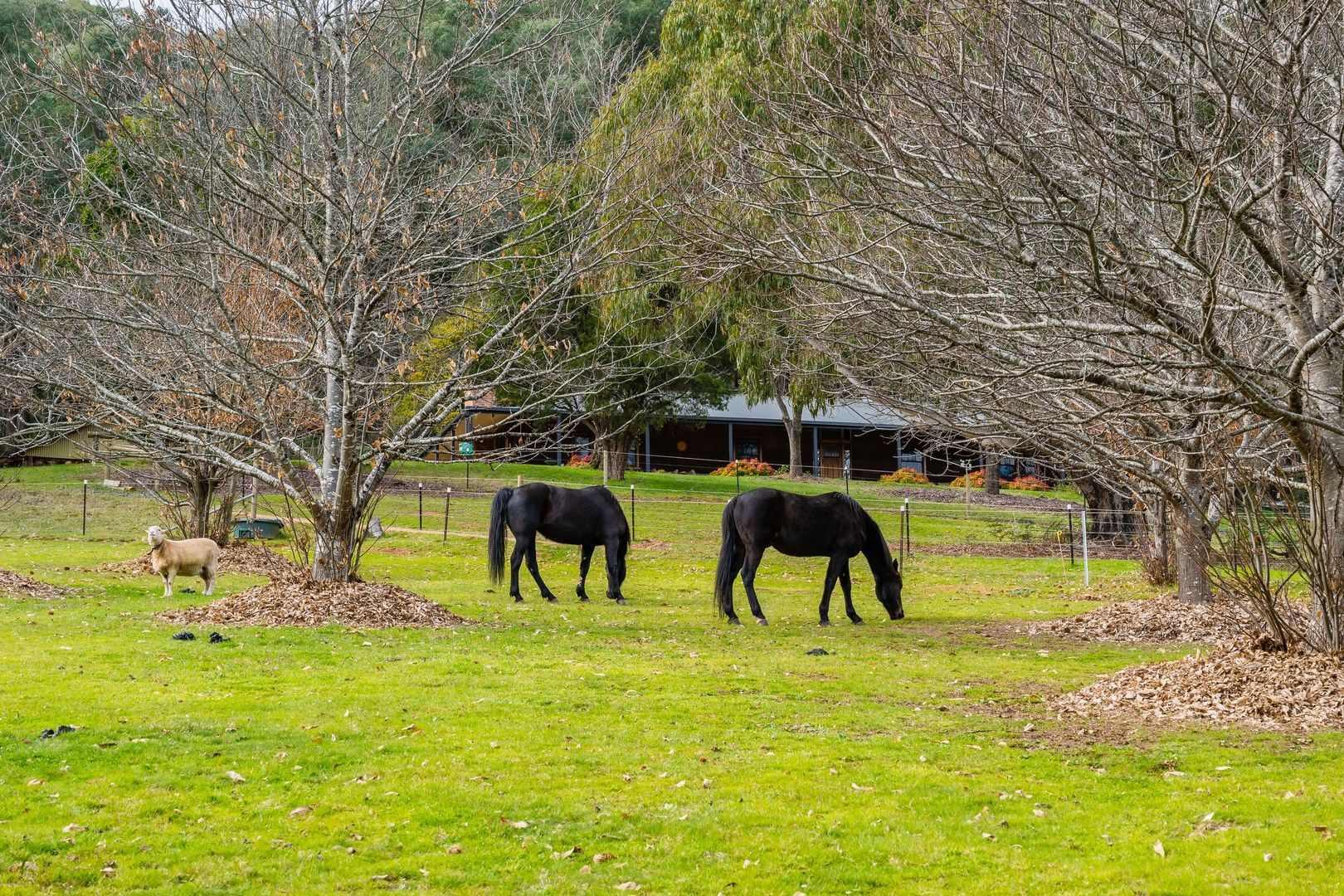 67 Bells Gully Road, Wandiligong VIC 3744, Image 0