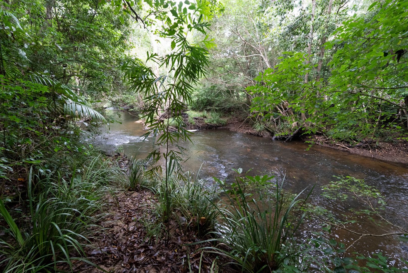 1 Copland Road, Koah QLD 4881 House for Sale Domain