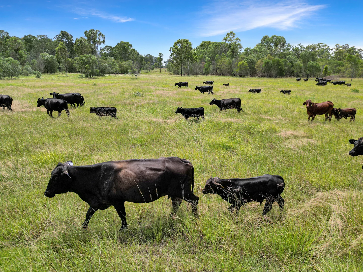 Additional image 11 of Lot 119 Ellangowan Myrtle Creek Road, Ellangowan NSW 2470