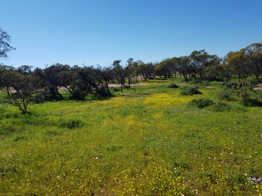 Lot 3352 Beatty Haselby Rd, Naraling WA 6532, Image 1