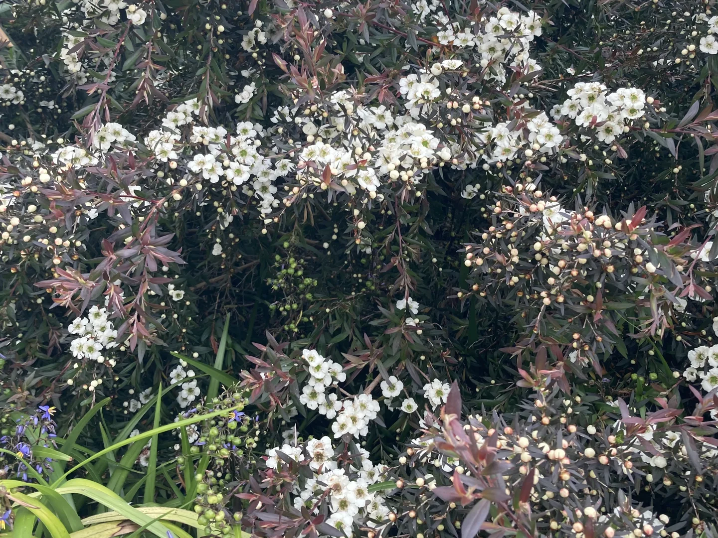 Image 31
