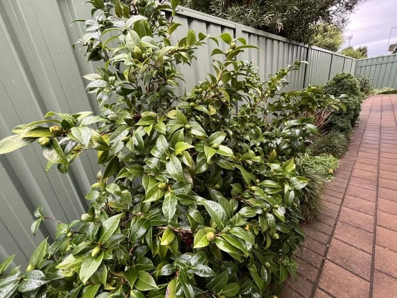 Image 10