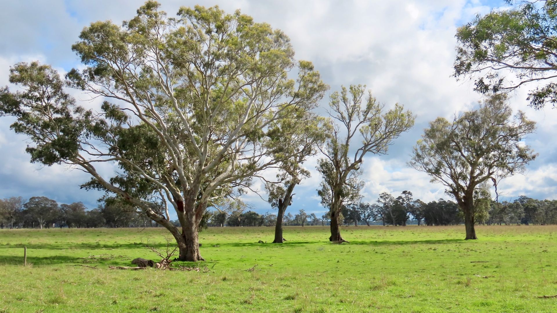 3897 Casterton Penola Road, Penola SA 5277, Image 1