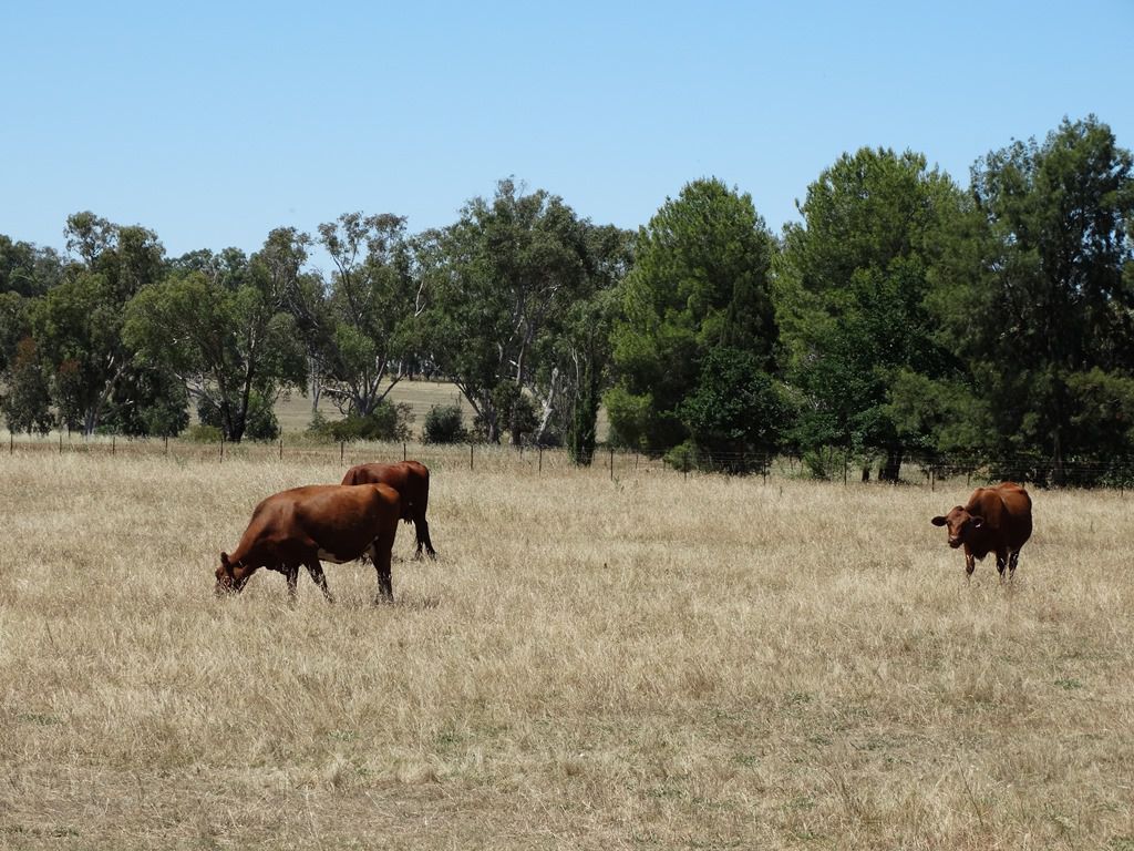 1005 Bethel Road, Gerogery NSW 2642, Image 2