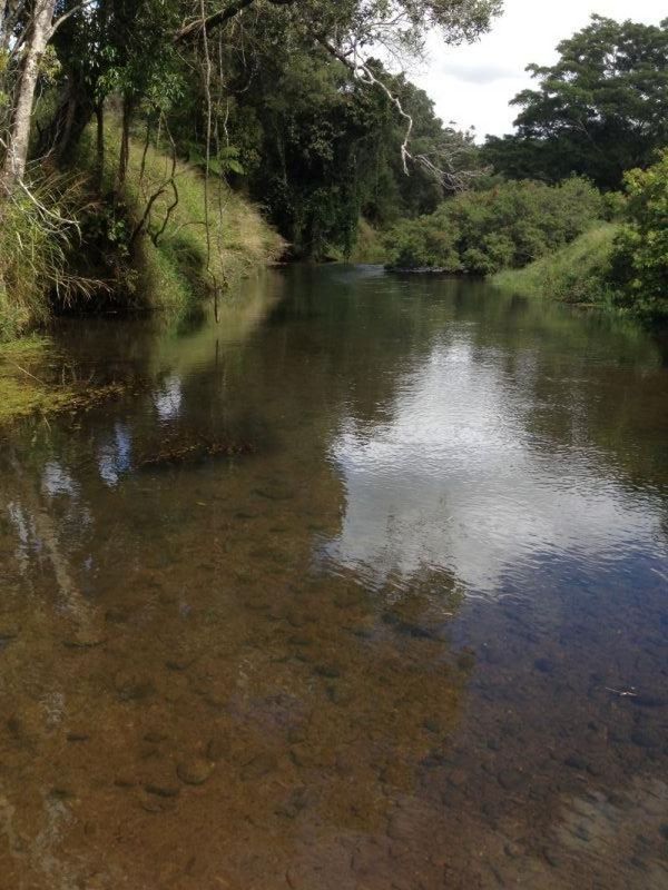 Rural in 589 Theresa Creek Road, MILLAA MILLAA QLD, 4886