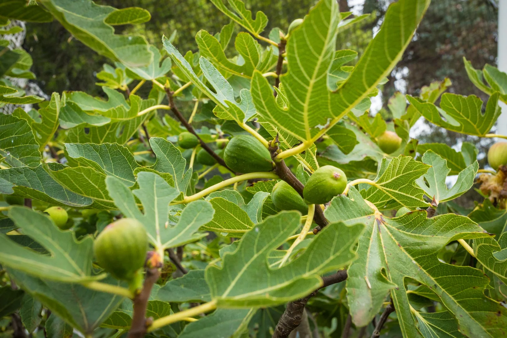 Additional image 47 of 286 Bald Hills Road, Bald Hills NSW 2549