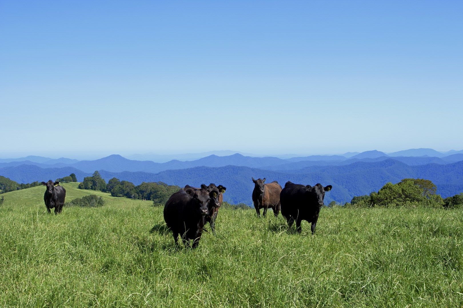 Dorrigo NSW 2453, Image 0