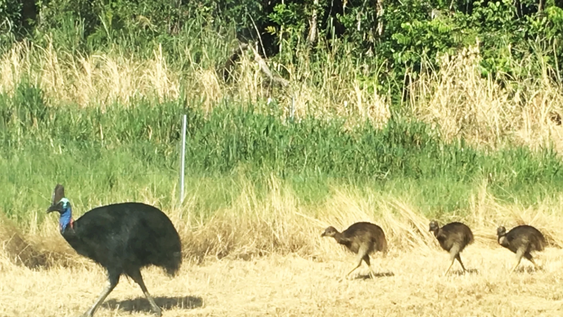 Additional image 9 of 7 Rise Crescent, Mission Beach QLD 4852