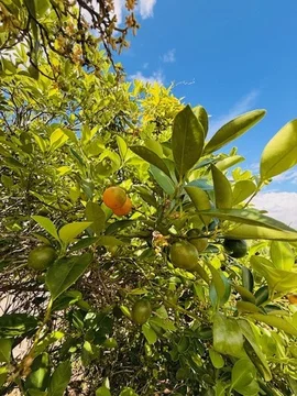 Additional image 4 of 2 Corella Street, Kawungan QLD 4655