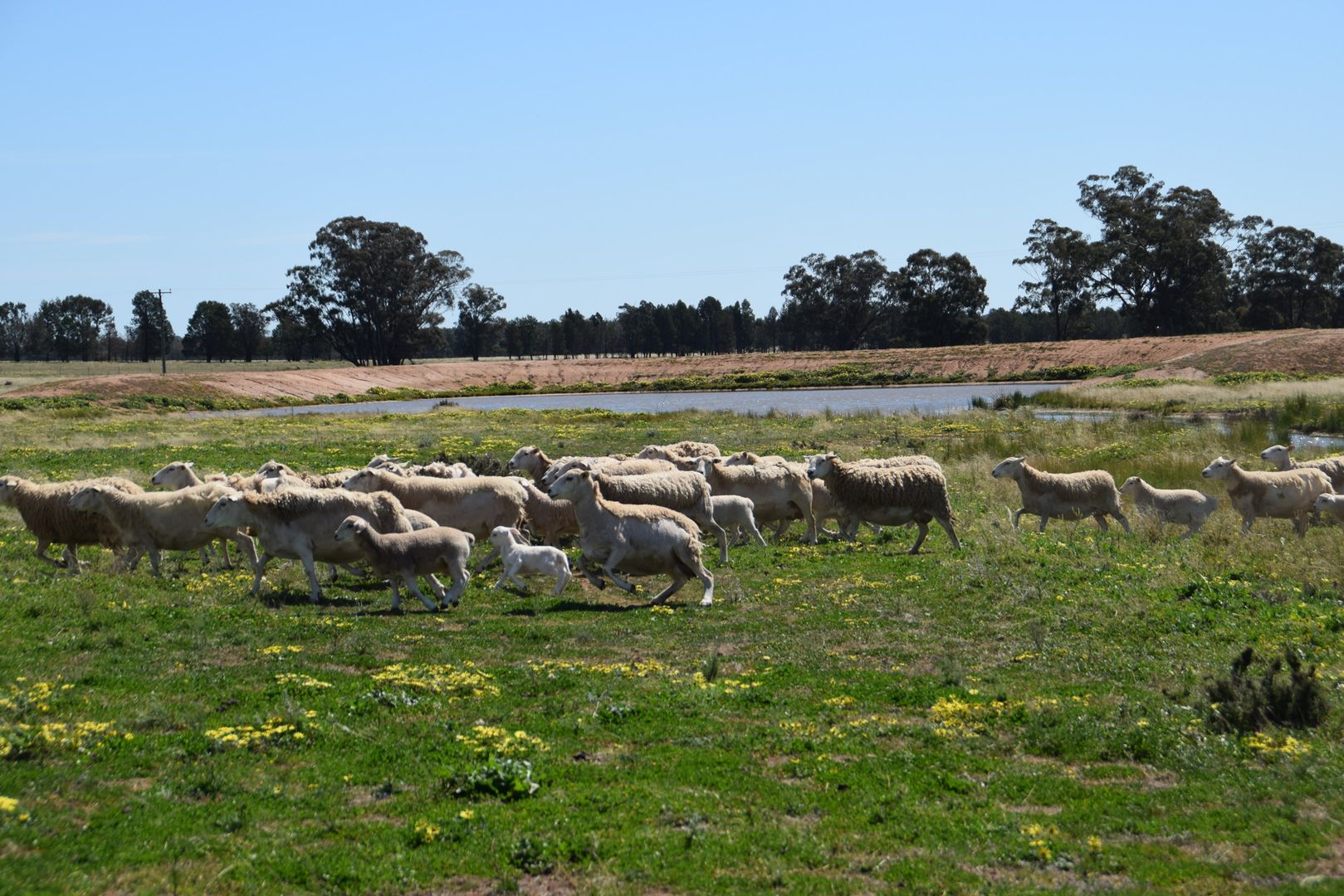 'Windeena' 802 Milpulling Road, Gilgandra NSW 2827, Image 1