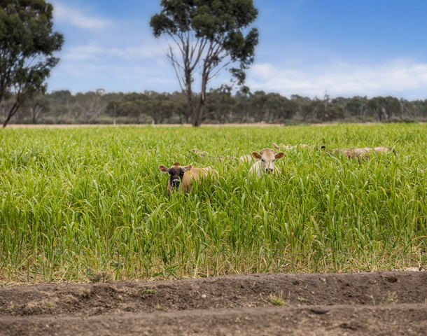 3336 Loddon Valley Highway, Tragowel VIC 3579