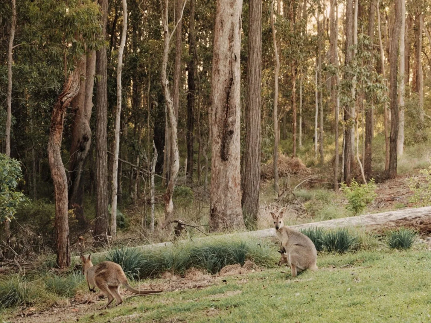 Additional image 30 of 163 Henderson Road, Sheldon QLD 4157