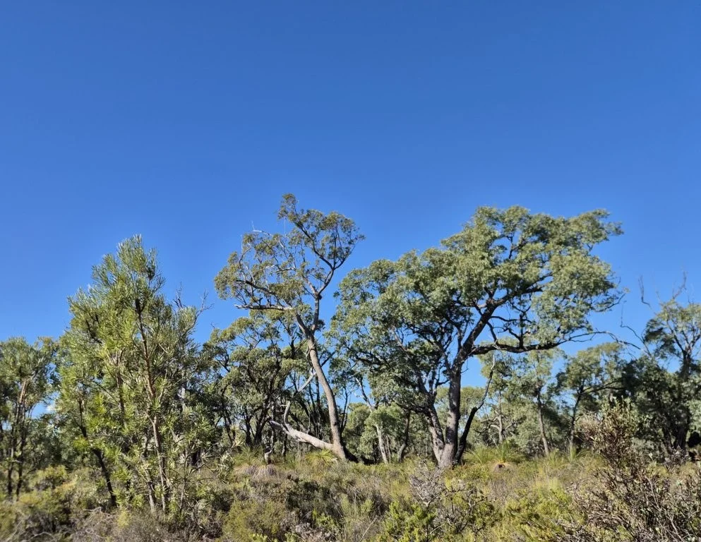 Image 6