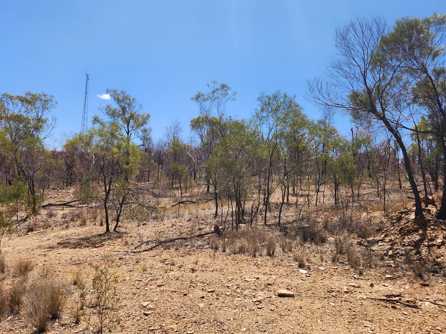 1 Brady Street, Condobolin NSW 2877, Image 0