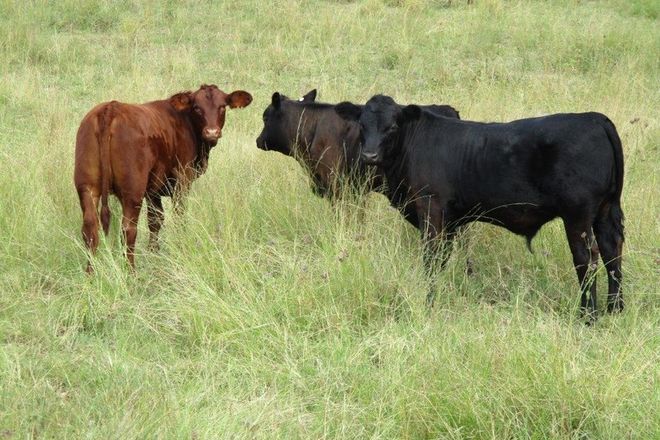 Picture of 1017 ACRES CATTLE GRAZING, JANDOWAE QLD 4410