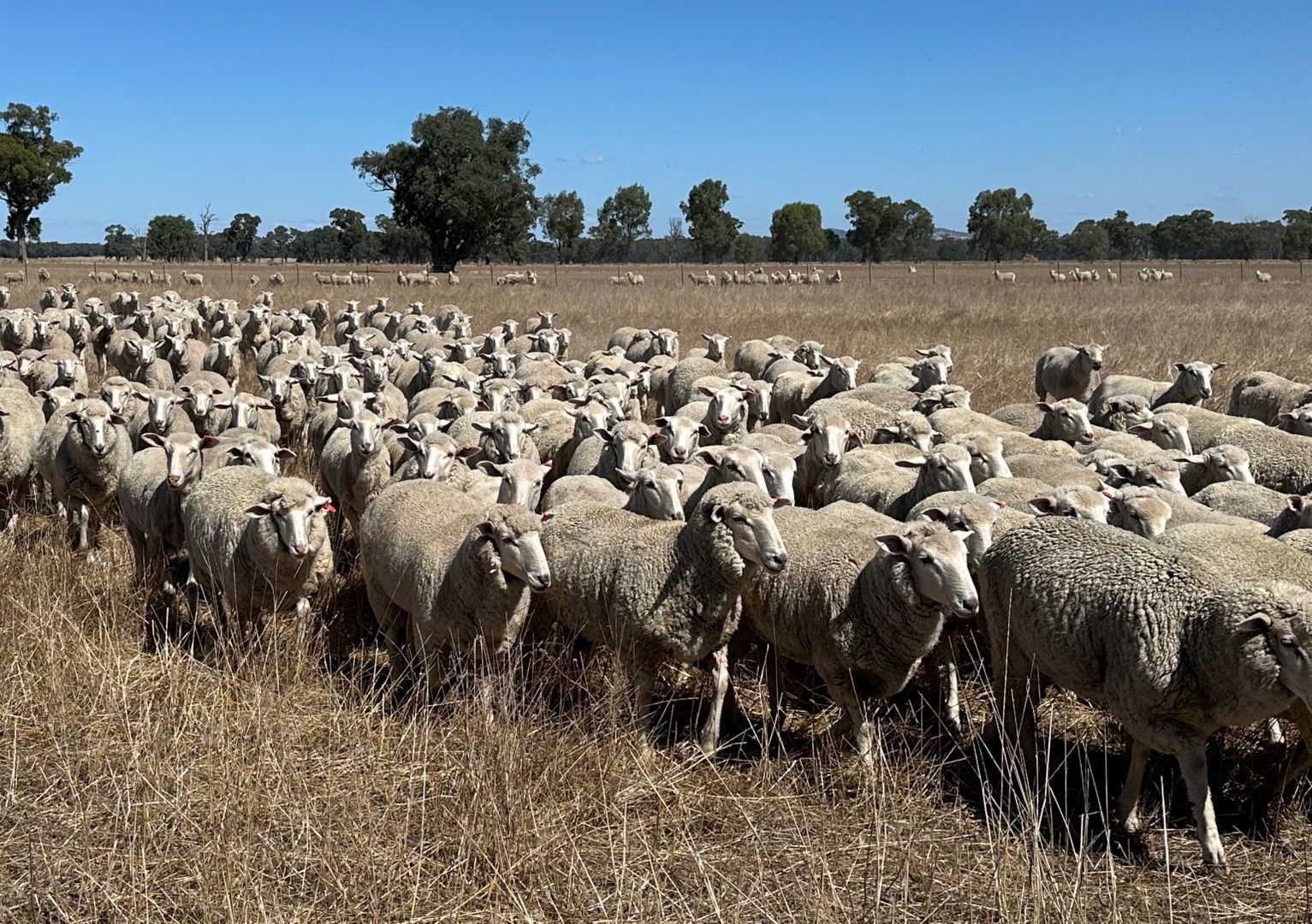 . O'Keeffe Road, Culcairn NSW 2660, Image 0