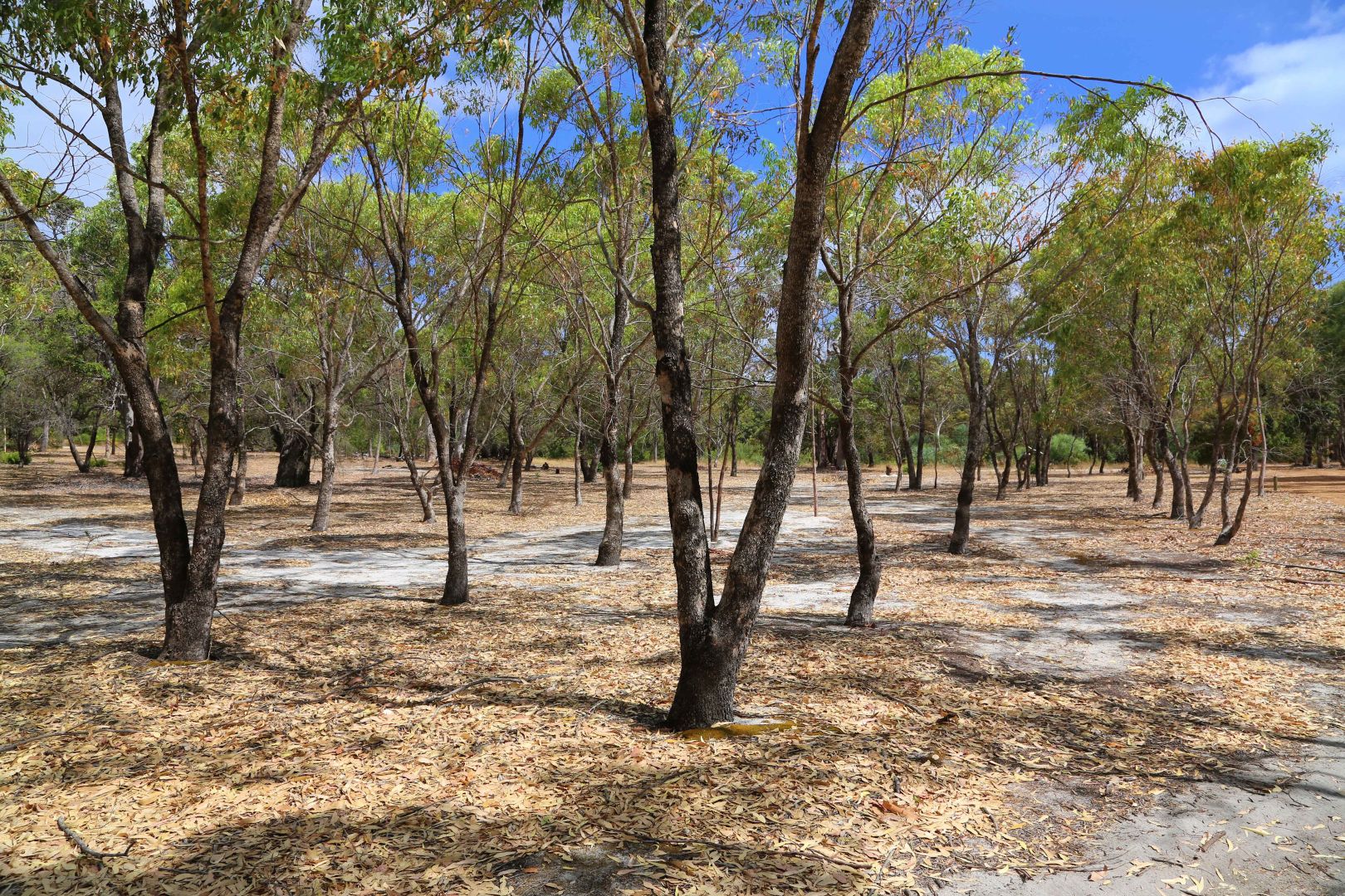 Lot 3 Cornerstone Way, Quedjinup WA 6281, Image 2