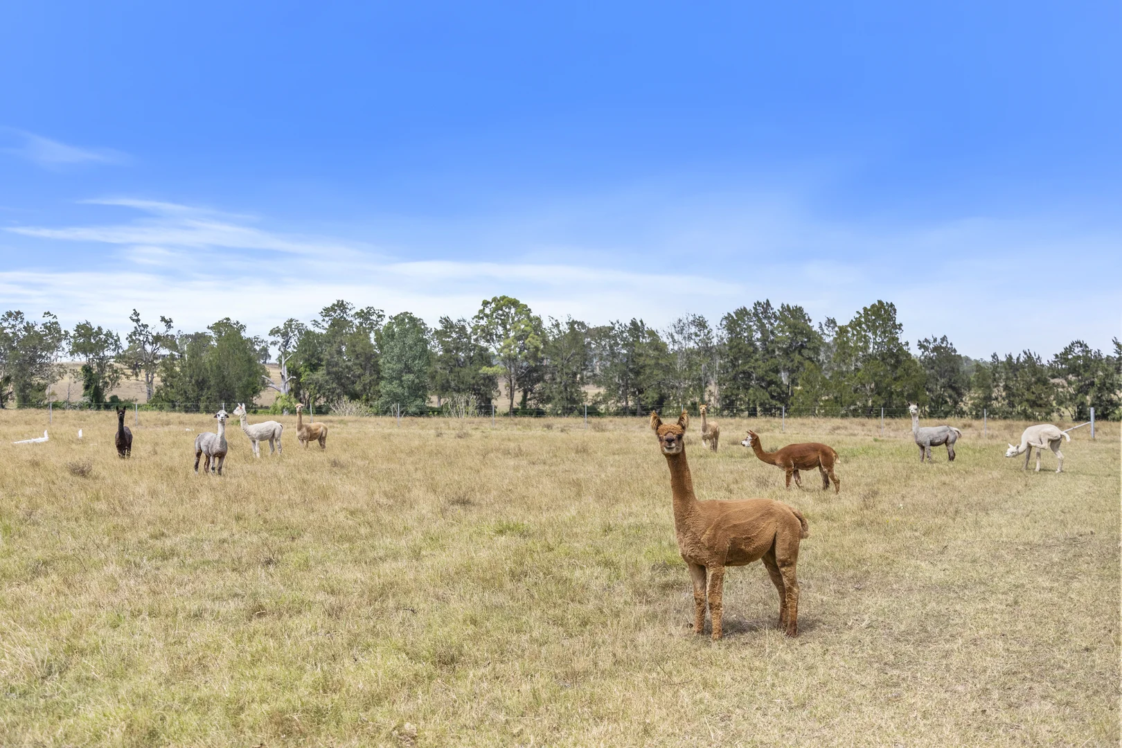 Additional image 33 of 951 Maitland Vale Road, Rosebrook NSW 2320