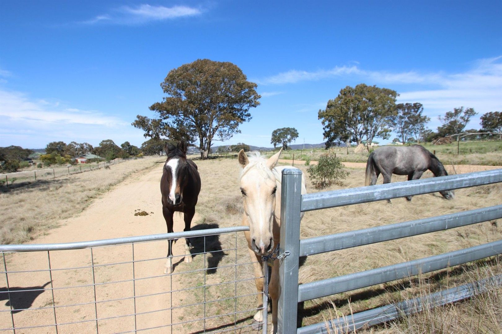 54 Neagles Lane, Tenterfield NSW 2372, Image 0