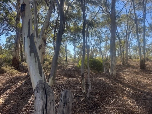 Image 12