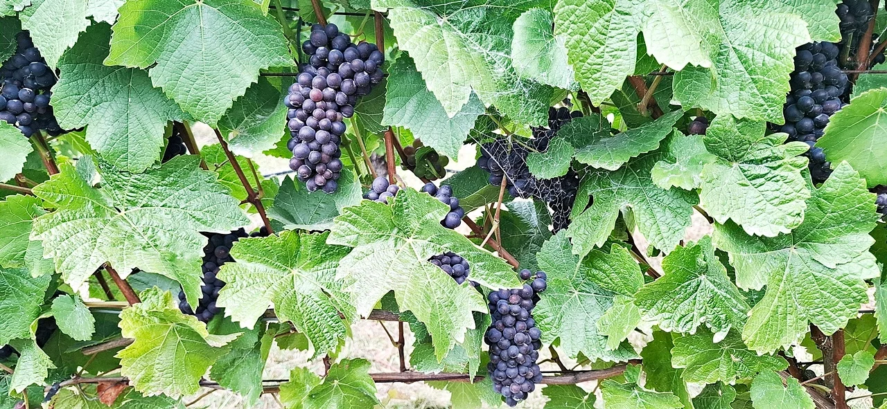Image 11