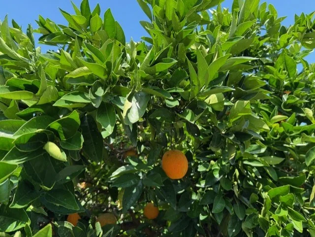 Image 12