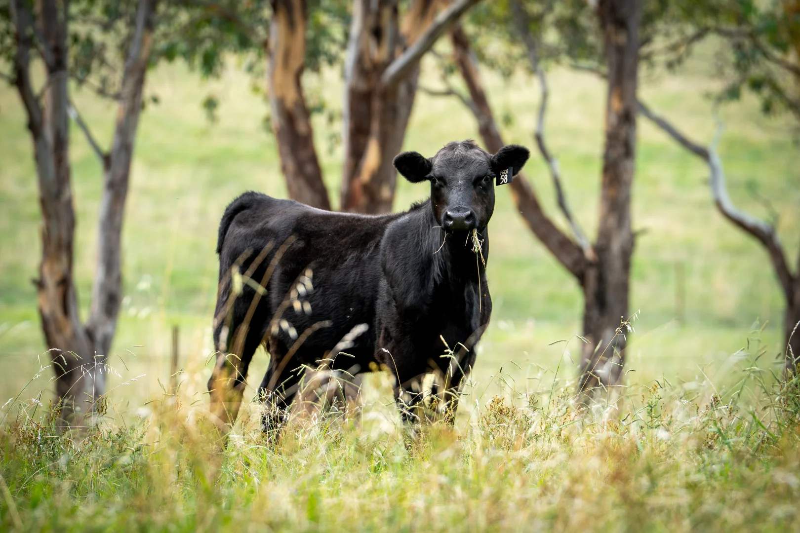 Additional image 17 of 34 Mandurama Road, Mandurama NSW 2792