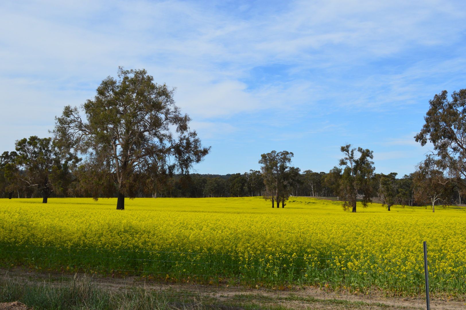 L101 BOYUP BROOK-ARTHUR ROAD, Trigwell WA 6244, Image 2