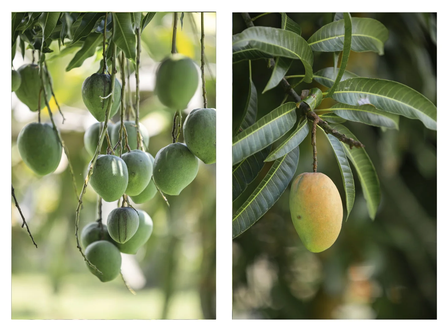 Additional image 20 of 109 Fraser Road, Beerwah QLD 4519