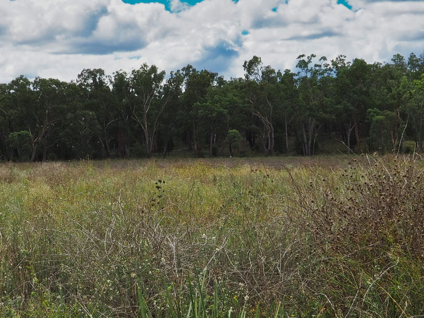 Lot 24 Twin Creeks Estate Road, Coolatai NSW 2402, Image 2