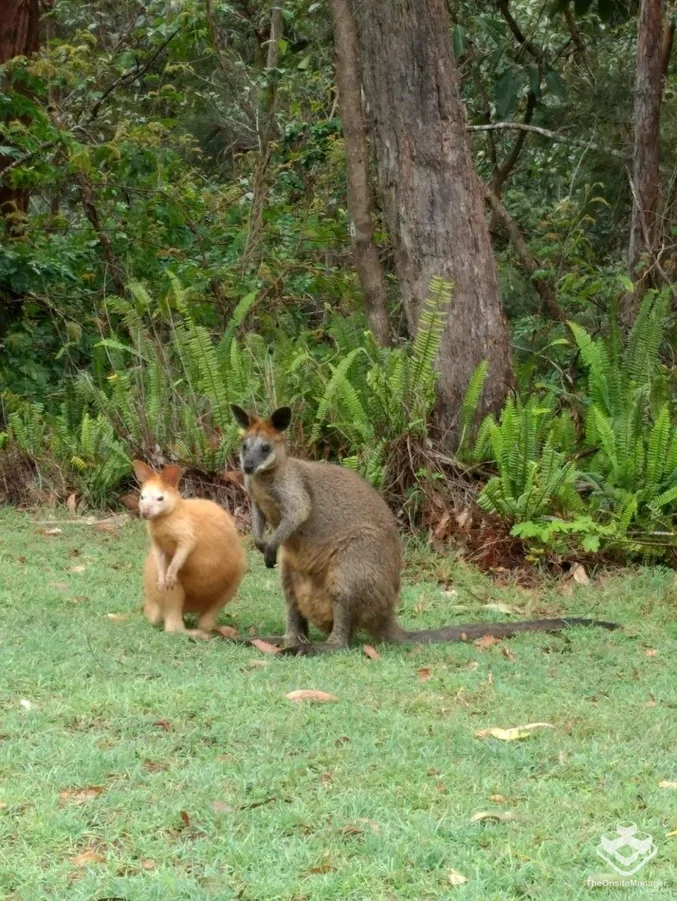 Additional image 16 of unit55/31 Simpsons Road, Elanora QLD 4221