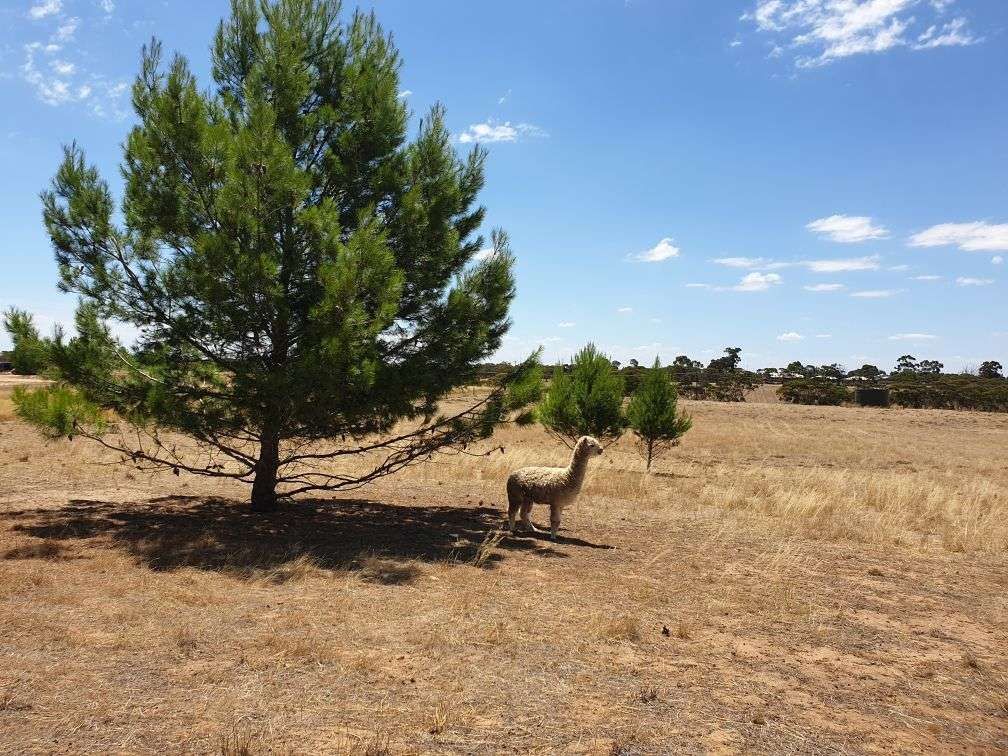 Lot 52 Bruce Road, Karoonda SA 5307, Image 1