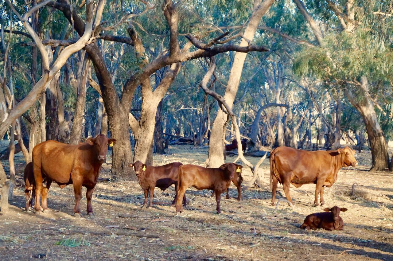 'Lemnos' 981 North Forbes Road, Condobolin NSW 2877, Image 1