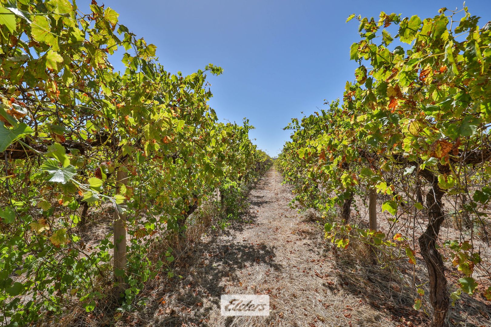 64 Mccarthys Road, Merbein South VIC 3505 House for Sale Domain