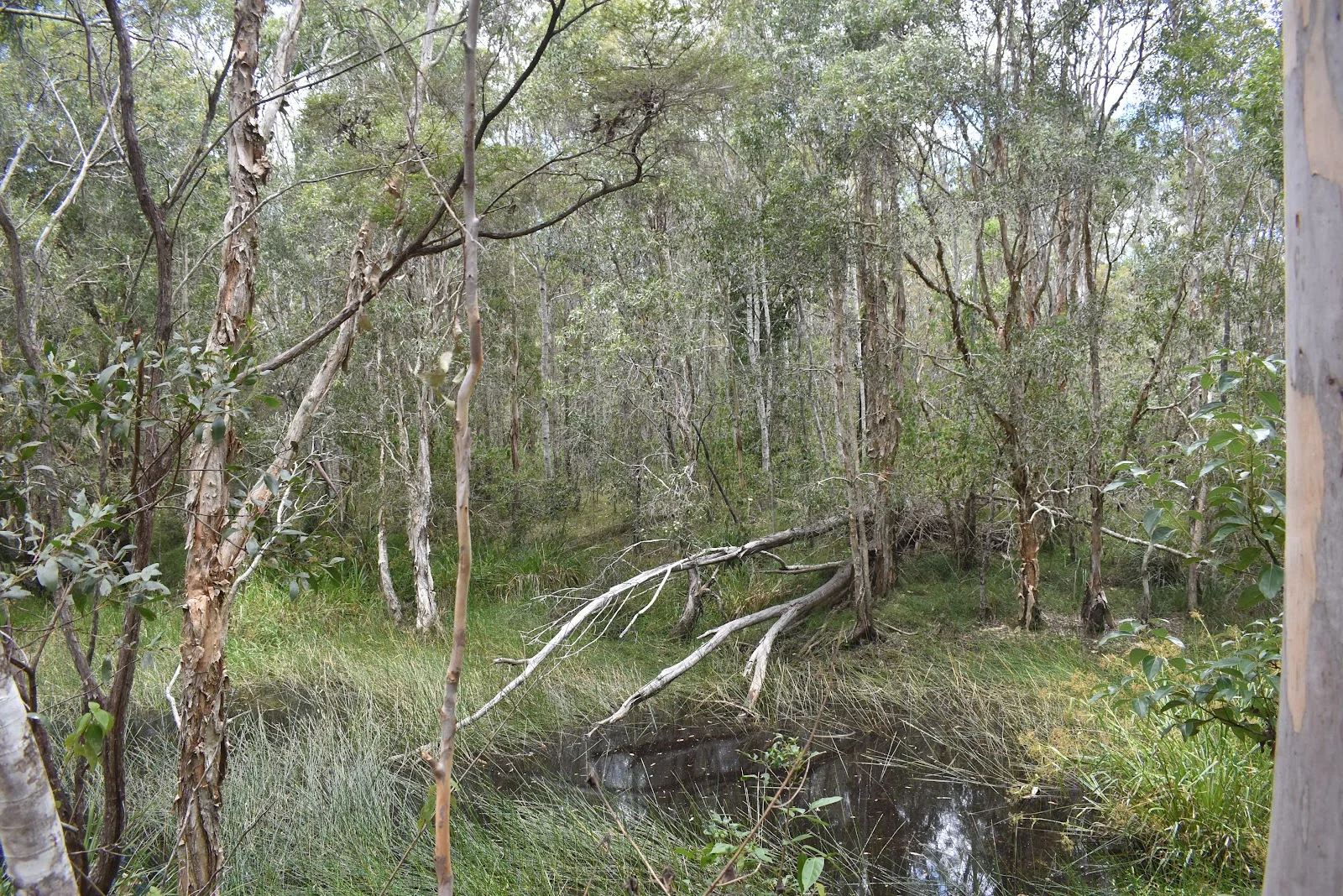 Additional image 2 of Lot 80 Keenes Road, Bauple QLD 4650