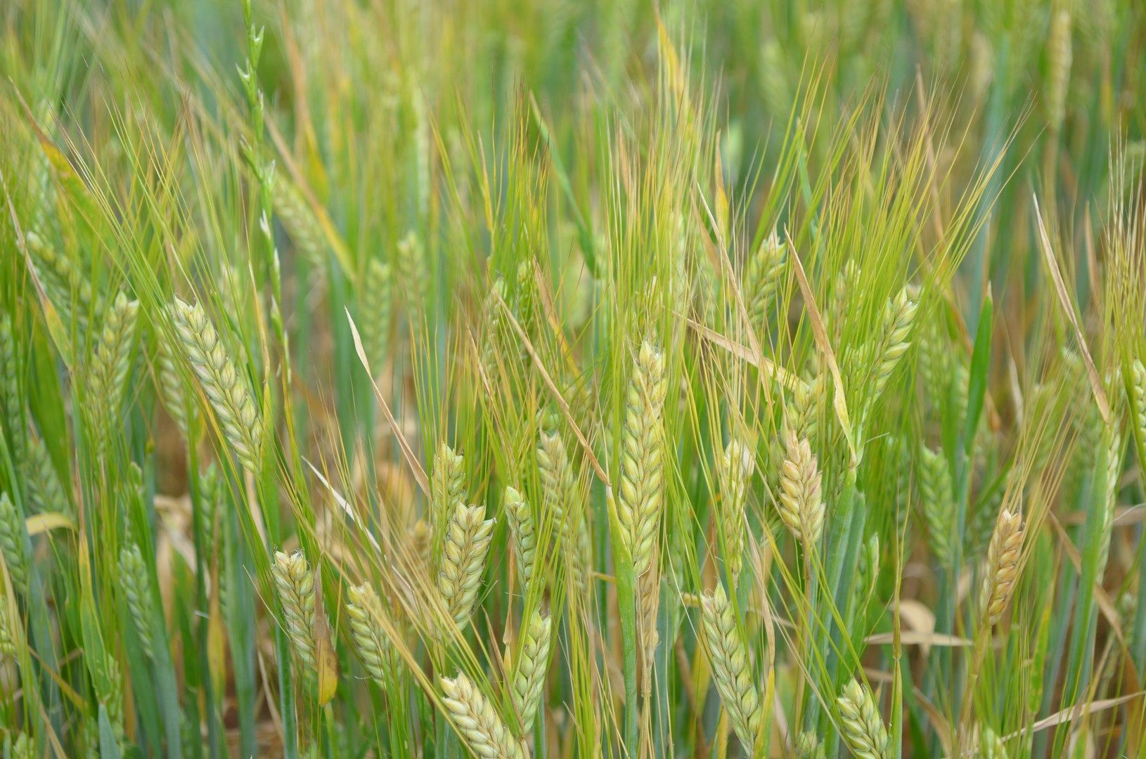 Wagga Wagga NSW 2650, Image 1