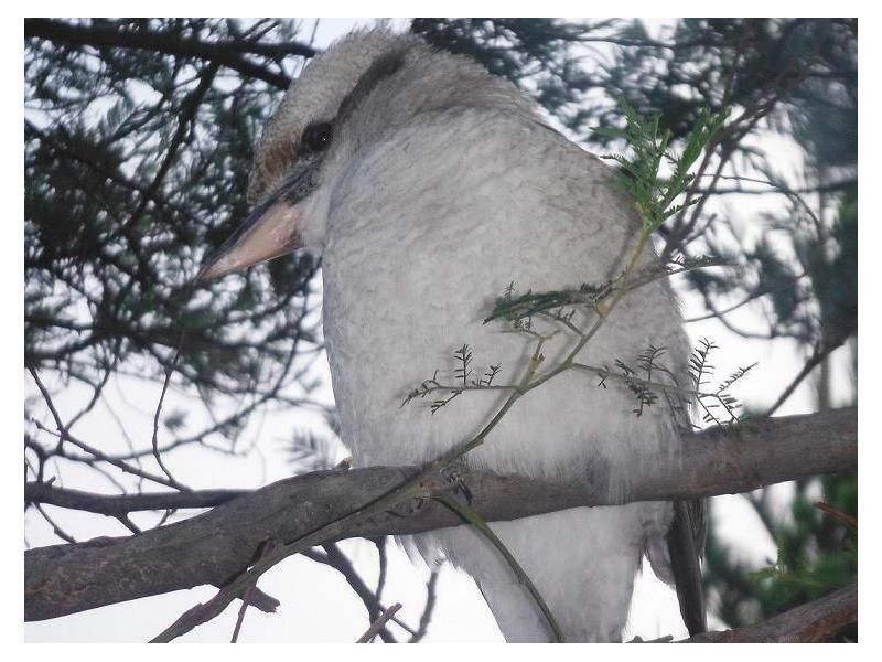 Lots 1678 & 1679 National Park Road, Loch Sport VIC 3851, Image 1