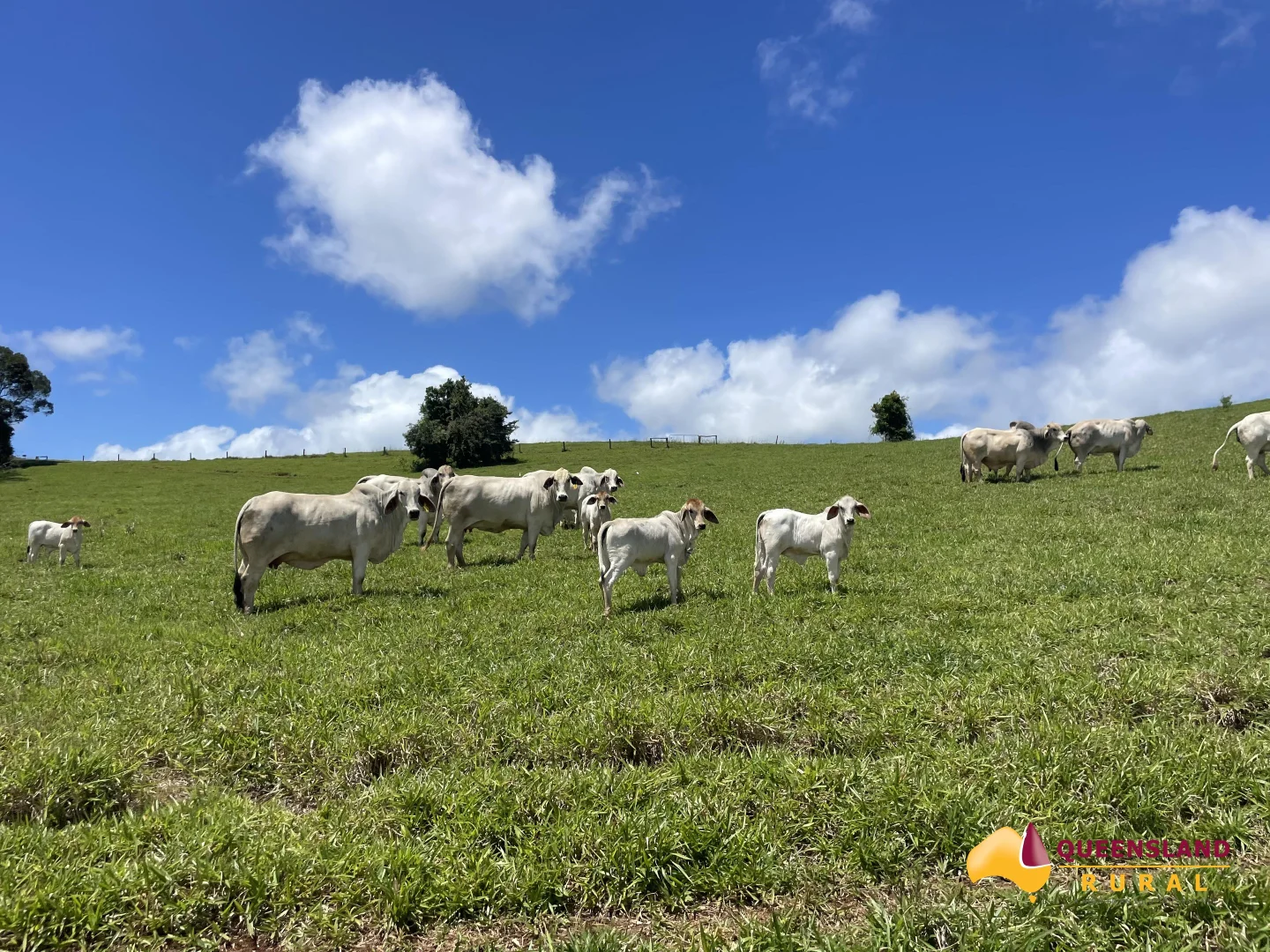 Additional image 28 of Malanda QLD 4885
