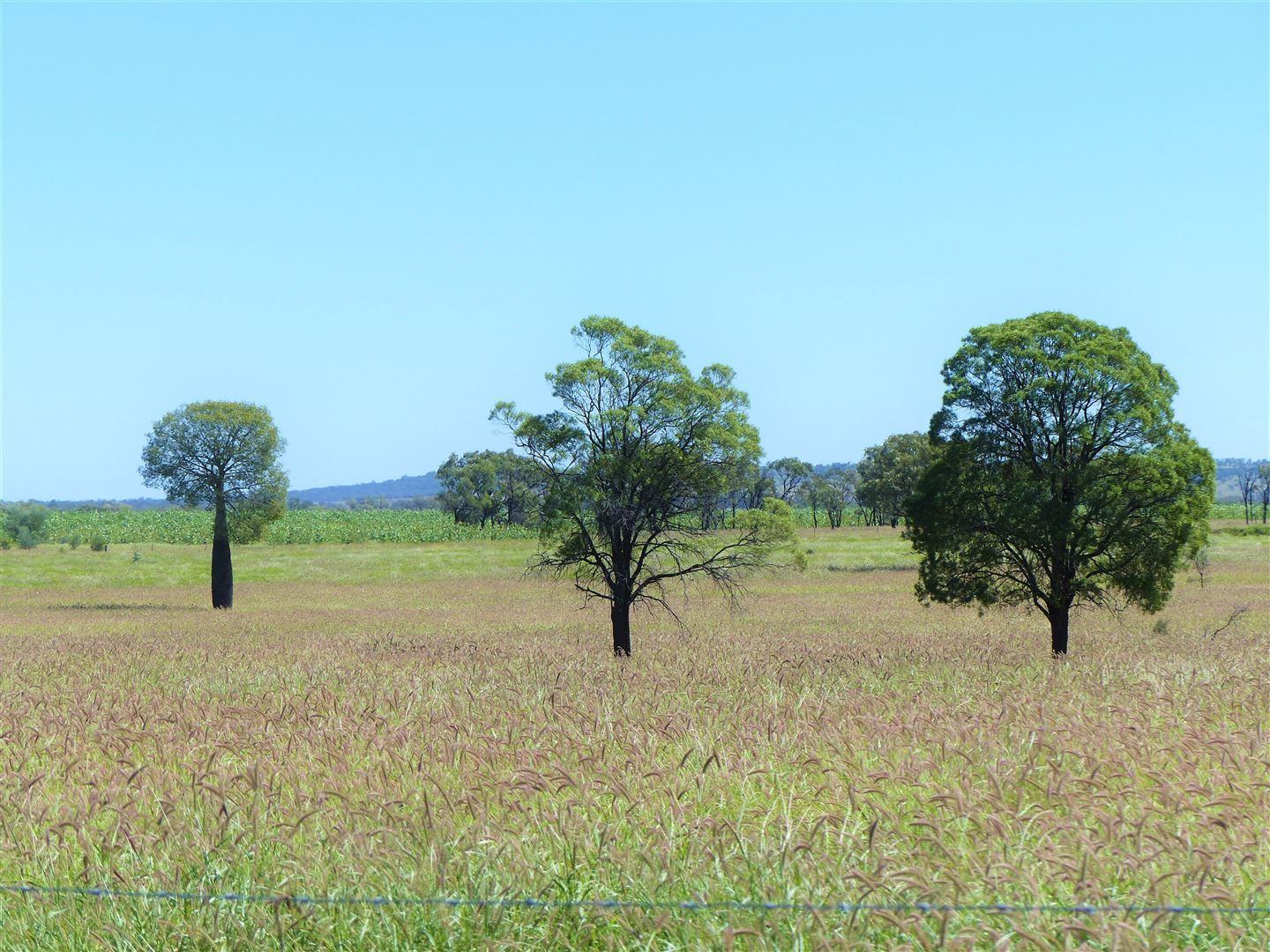 500 Well Gully Road "Well Gully", Mitchell QLD 4465, Image 0