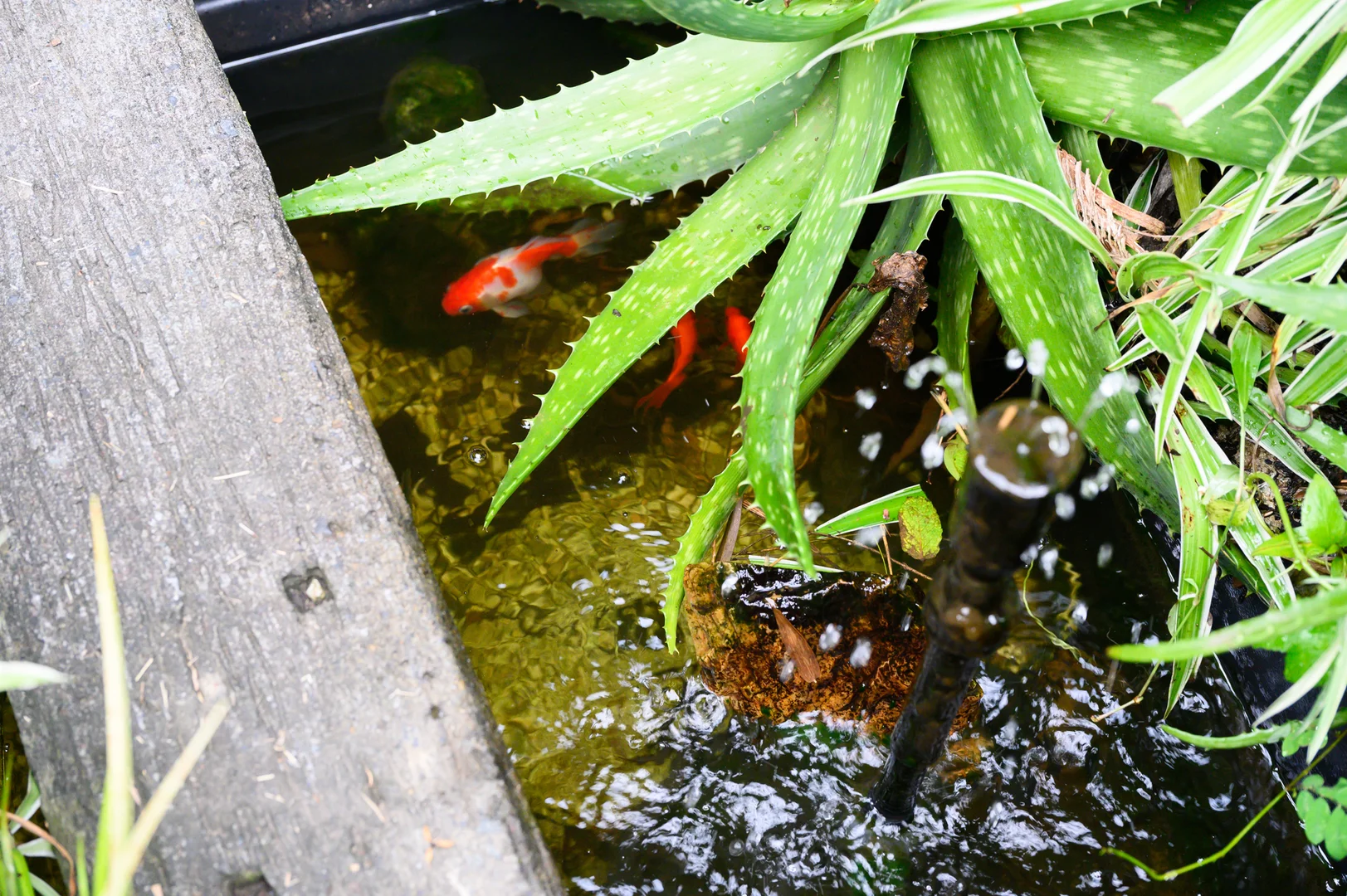 Additional image 29 of 486-488 Henri Robert Drive, Tamborine Mountain QLD 4272