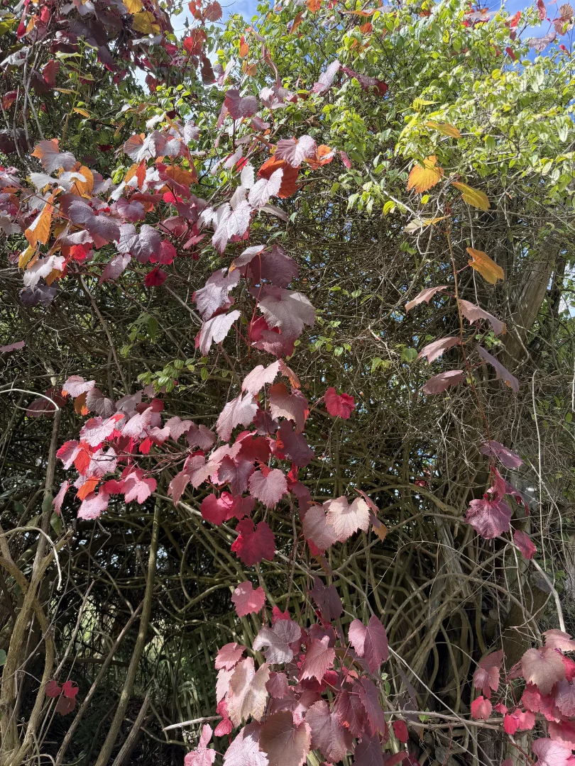 Additional image 11 of 642 Mount Stanley Road, Lymwood TAS 7256