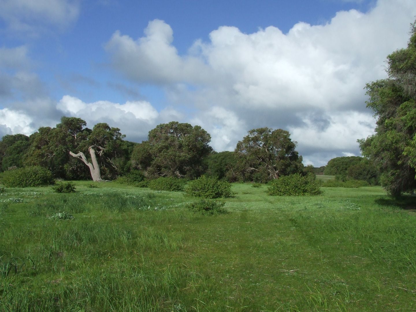 Lot 102 Swishbush Grove, Wilyabrup WA 6280, Image 2