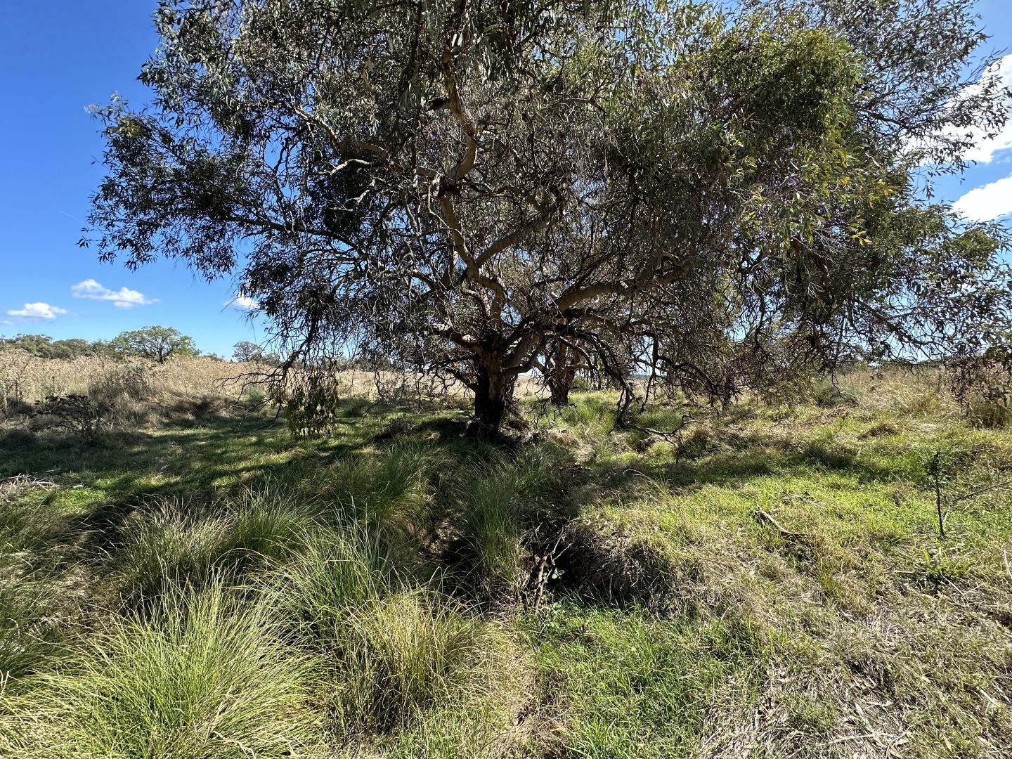 Orana & Kareela Ernie Hodges Road, Parkes NSW 2870, Image 2