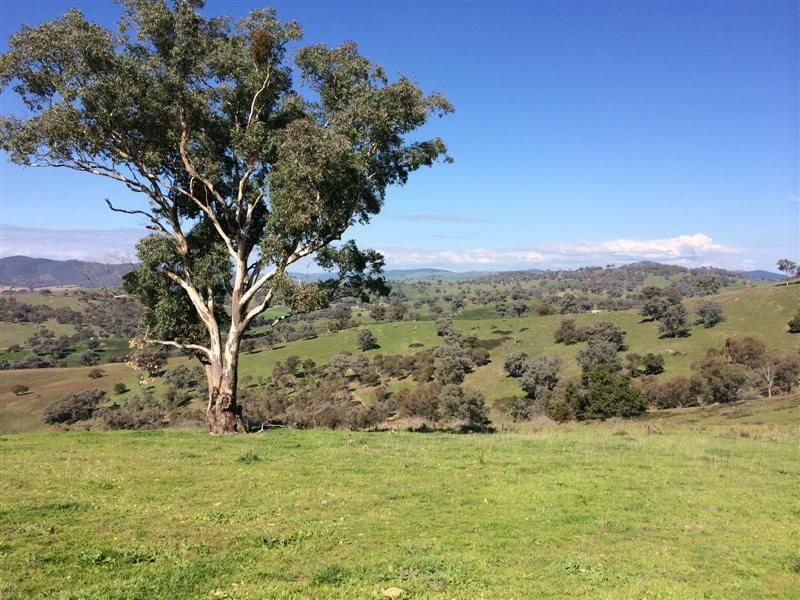 Lot 1 Back Sandy Gully Road, Adelong NSW 2729, Image 0