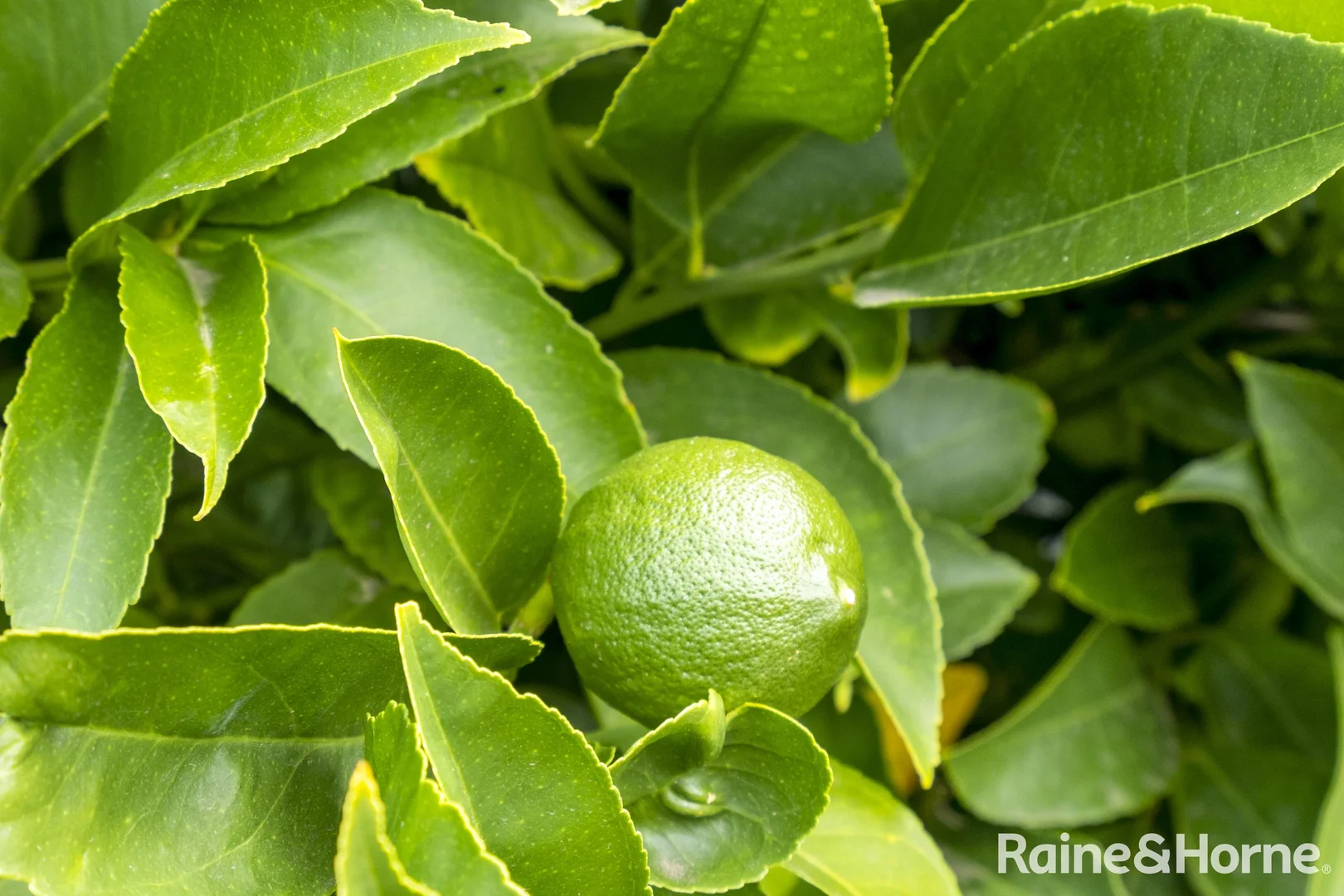 Additional image 21 of 6 Hall Street, Campania TAS 7026