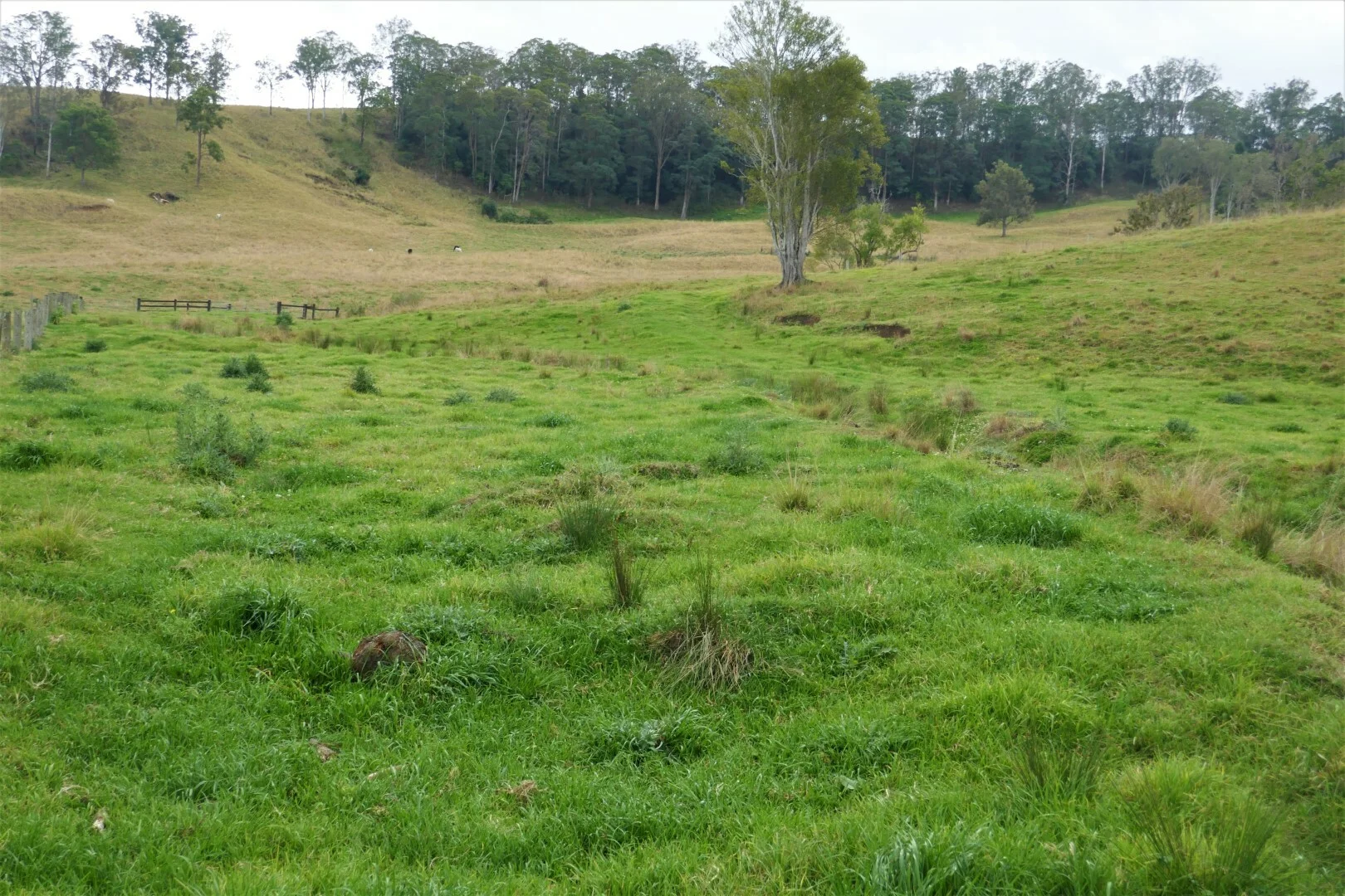 Additional image 14 of 35 Phelps Road, Kyogle NSW 2474