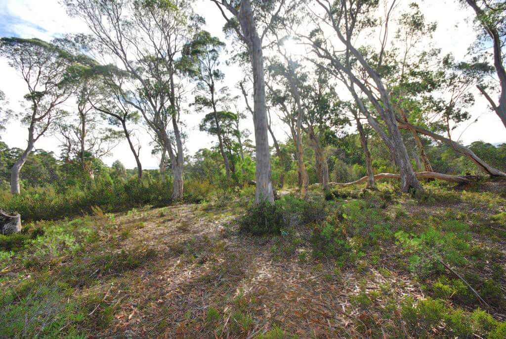 Lot 2 Lyell Highway, Derwent Bridge TAS 7140, Image 2